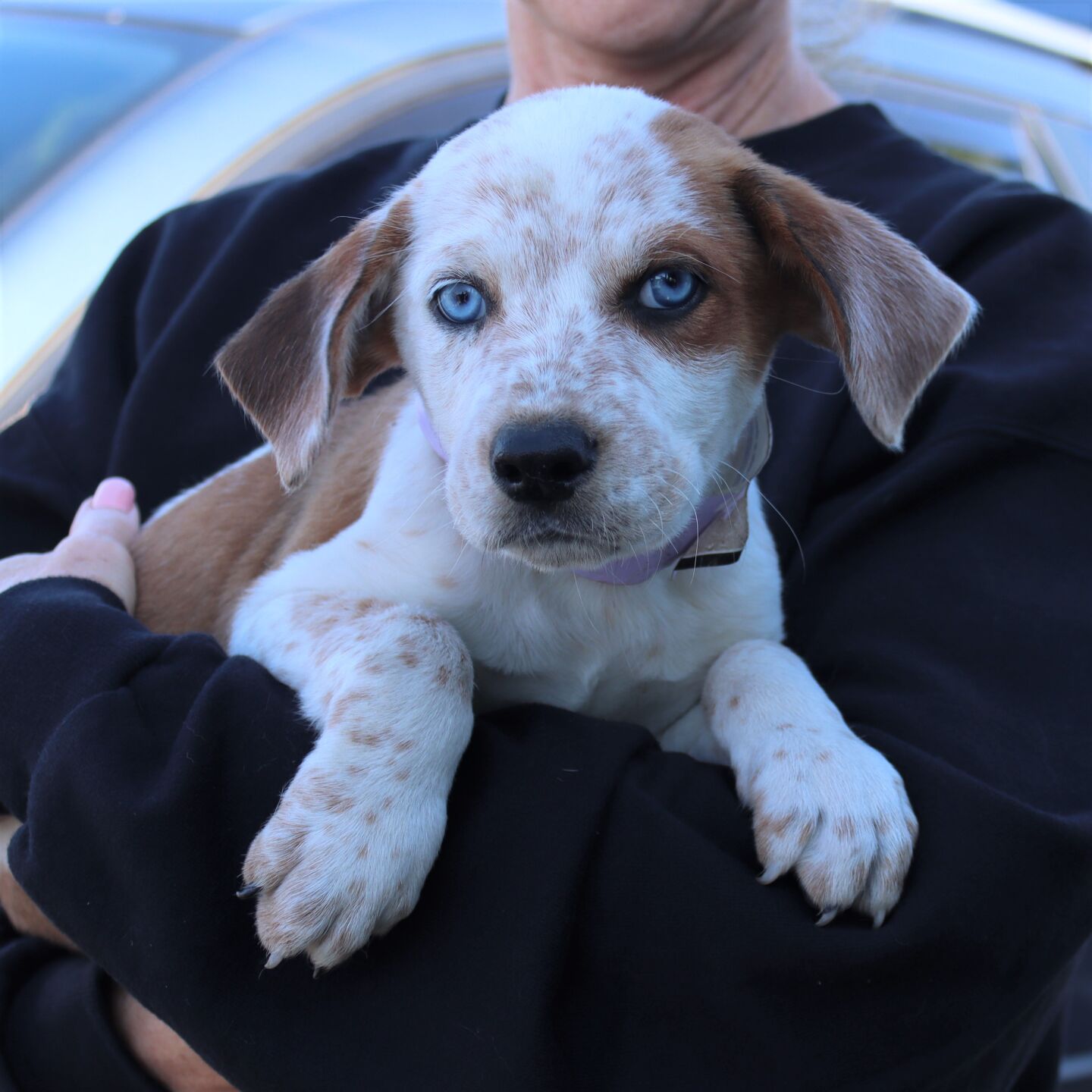 Allen pup Arthur 2022-10-15 001.JPG
